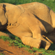 Now that’s the chillest elephant I’ve ever seen.